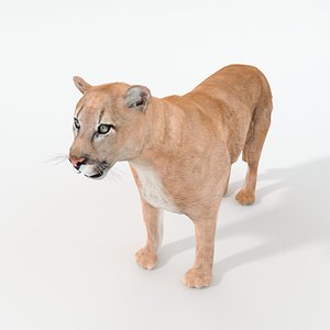 cougar 3D model