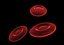 3d rendering red blood cell model