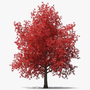 Autumn Maple Tree