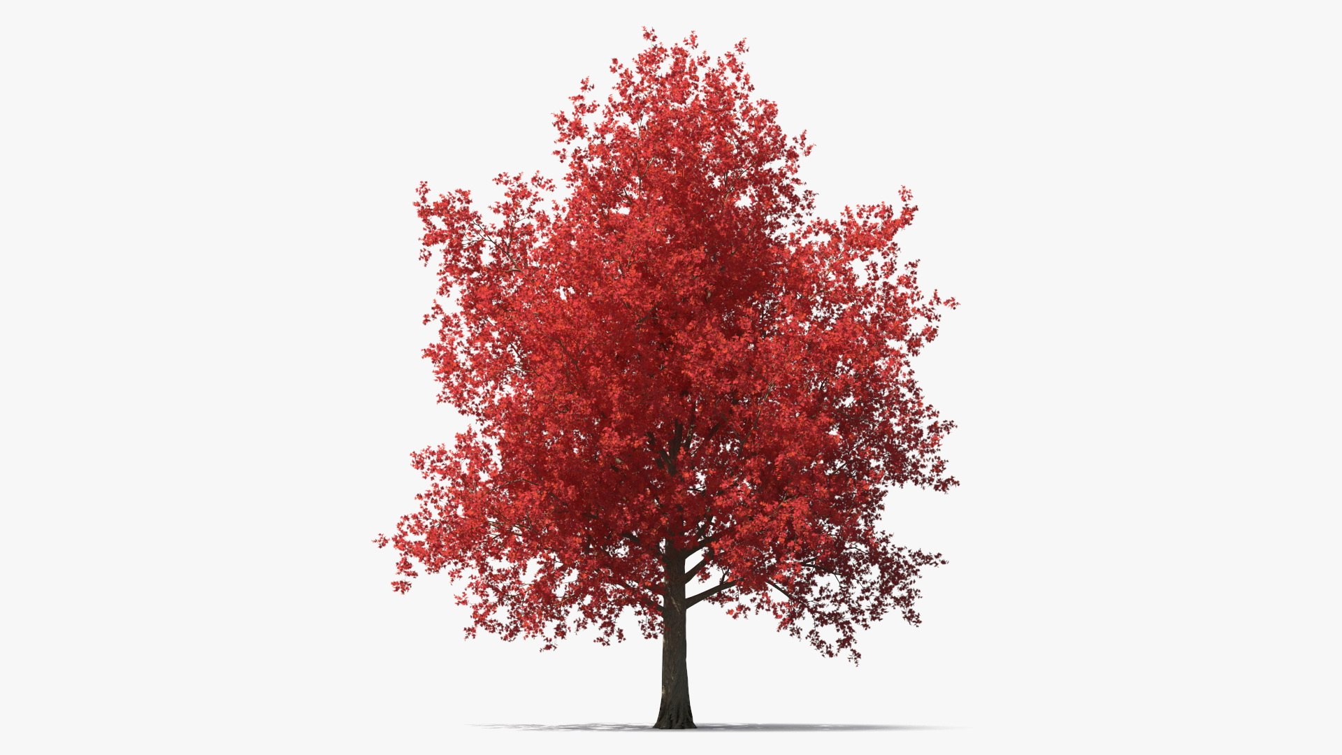 Autumn Maple Tree 3D model preview