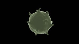 macrophage cell