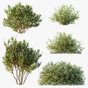 3D Nerium Oleander Laurier Kaner Rose Pink Gypsophila Paniculata Snowflake Breath
