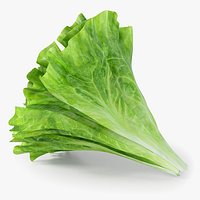 Realistic Lettuce