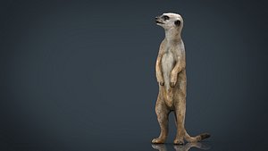 meerkat 3D model