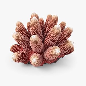 Acropora Coral S 01 3D