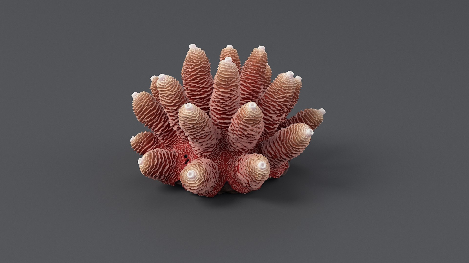 Acropora Coral S 01 3D https://p.turbosquid.com/ts-thumb/Rh/TjFf31/W5/acropora_s_01_03/jpg/1765616670/1920x1080/fit_q87/00201c245061d796d9d393c2a15b7e68f5216d7d/acropora_s_01_03.jpg