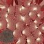 Acropora Coral S 01