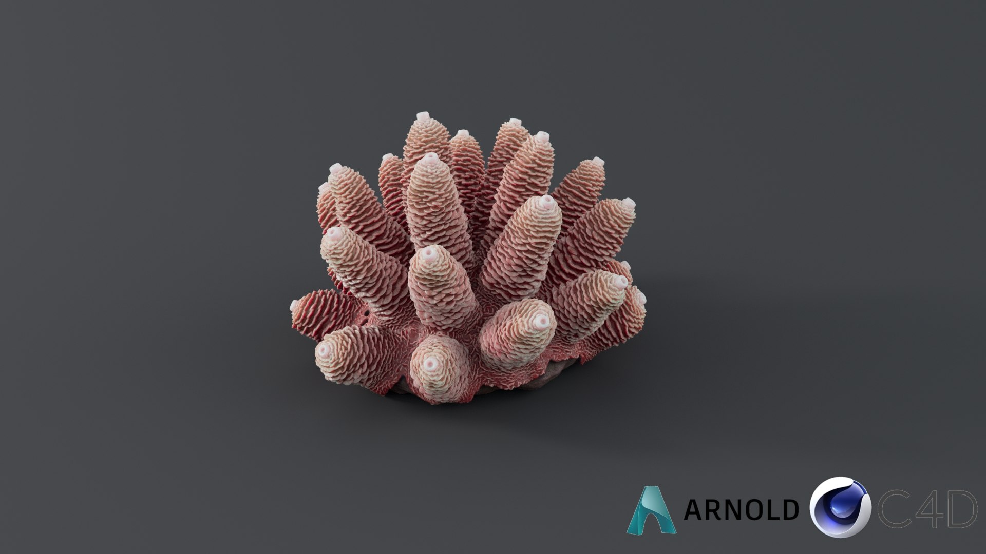Acropora Coral S 01 3D https://p.turbosquid.com/ts-thumb/Rh/TjFf31/iz/acropora_s_01_conv_01_c4d_arnold/jpg/1765616684/1920x1080/fit_q87/94d85488158ded66c8e5c35cc401c204b5be9e60/acropora_s_01_conv_01_c4d_arnold.jpg