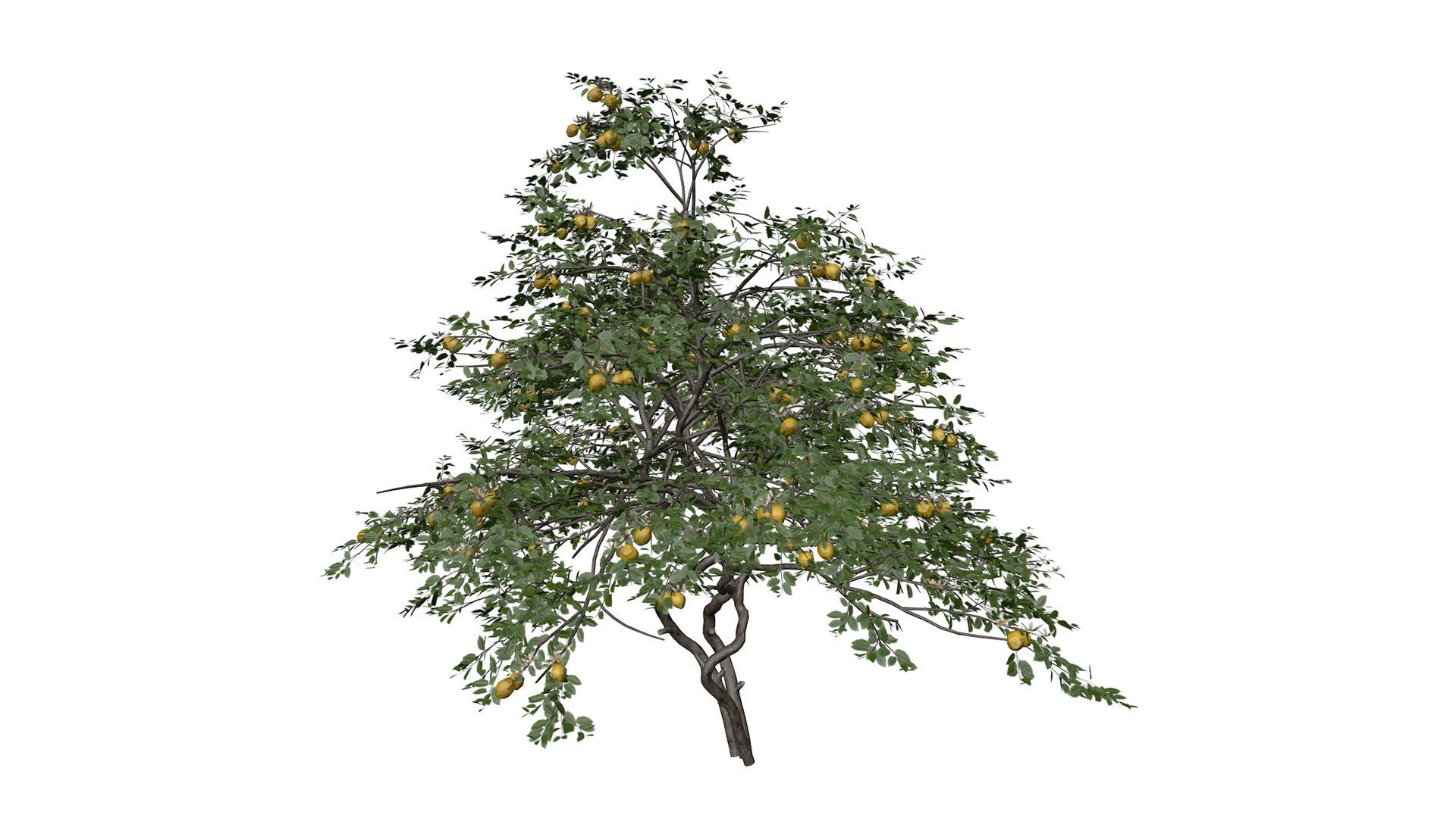 3D Lemon Tree - 06 - Model - TurboSquid 2376780