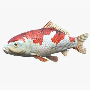 Koi Carp