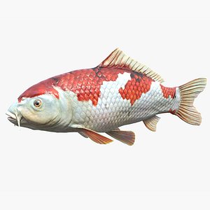 Koi Carp