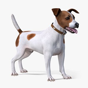 Jack Russell Terrier Spotted Attention Pose Fur
