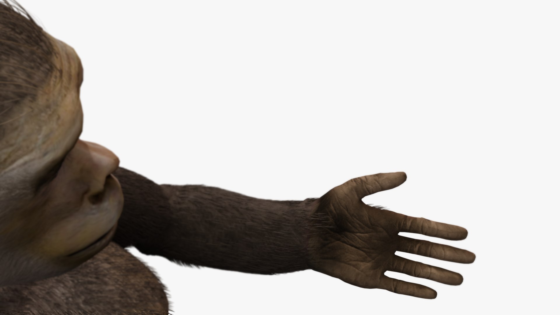 3D Australopithecus Lucy - TurboSquid 1879361