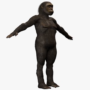 3D Australopithecus Lucy