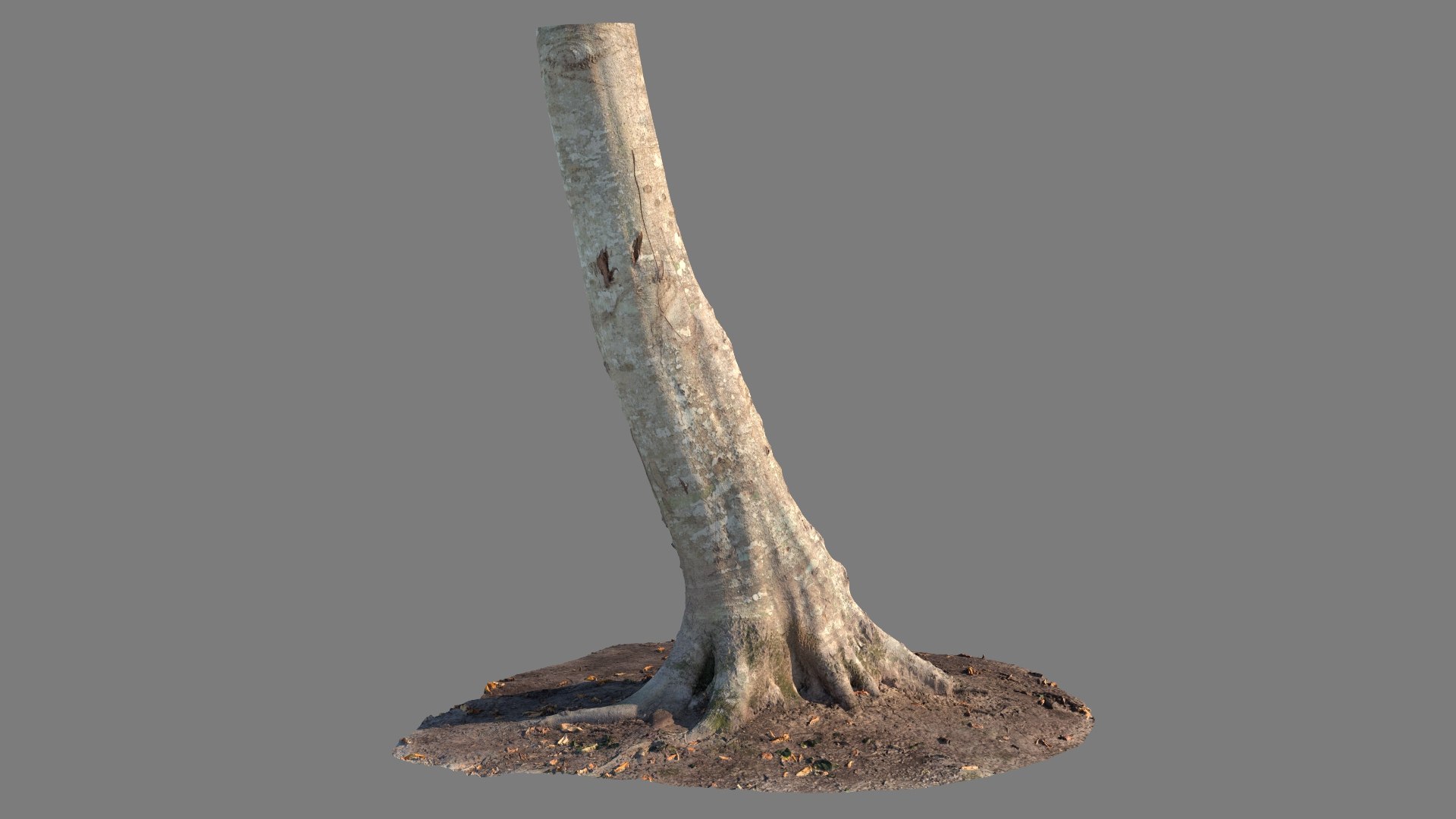 3D model Scanned Tree Trunks Collection Forest and Fruit Trees https://p.turbosquid.com/ts-thumb/Ri/FYOHMN/OO/forest_tree_trunk_07_context/jpg/1789108534/1920x1080/fit_q87/be1e6805197637cf985553e2e21a7b0cb013838d/forest_tree_trunk_07_context.jpg