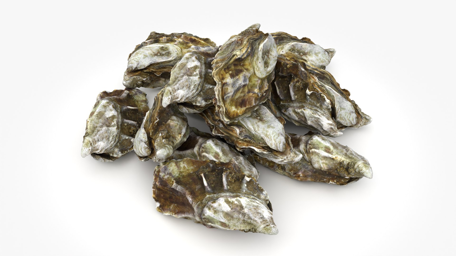 Oyster 03 Pile 3D model https://p.turbosquid.com/ts-thumb/Ri/OMJ9U4/2s/oyster03_0002/png/1751023431/1920x1080/fit_q87/eff316e71200f88246f96589a2ded95bf5f26b41/oyster03_0002.jpg