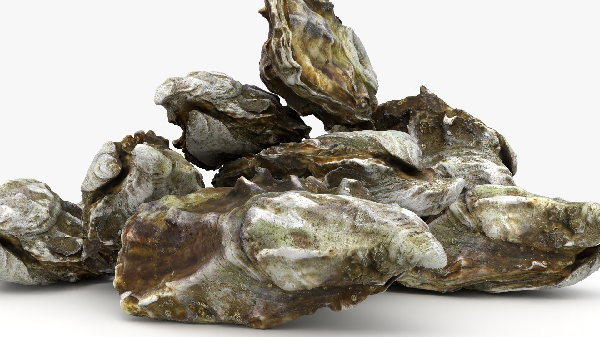 Oyster 03 Pile 3D model https://p.turbosquid.com/ts-thumb/Ri/OMJ9U4/BQ/oyster03_0007/png/1751023437/1920x1080/fit_q87/74d73151e47431d7a2fe9157fa5f0120bc7dbd2f/oyster03_0007.jpg