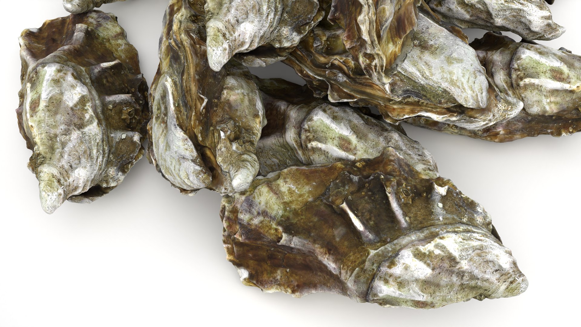 Oyster 03 Pile 3D model https://p.turbosquid.com/ts-thumb/Ri/OMJ9U4/DT/oyster03_0009/png/1751023441/1920x1080/fit_q87/029311d60307b9661c0acd0f820052a99ea9fae4/oyster03_0009.jpg