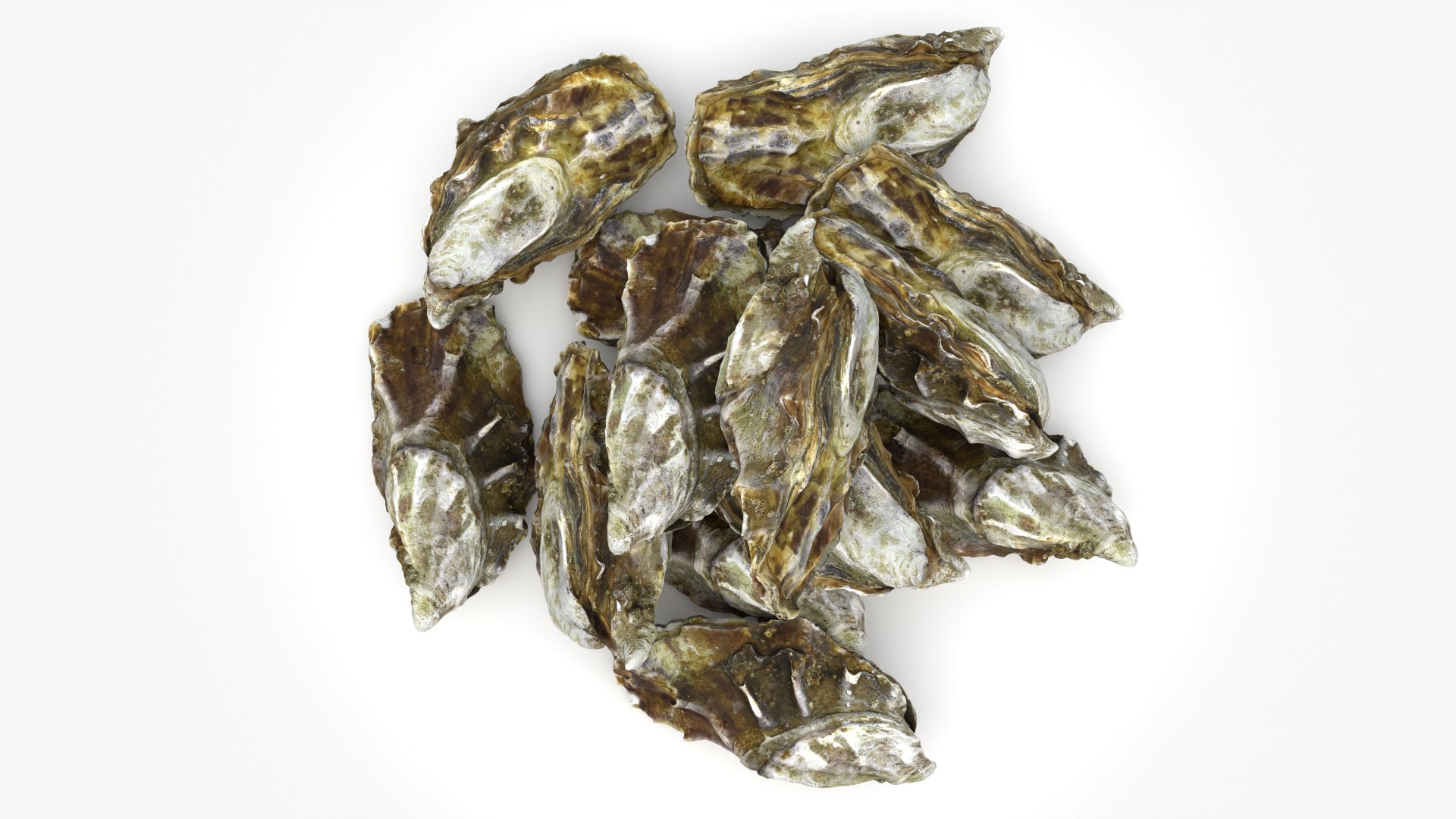 Oyster 03 Pile 3D model https://p.turbosquid.com/ts-thumb/Ri/OMJ9U4/Ge/oyster03_0006/png/1751023437/1920x1080/fit_q87/fb1cc3605b3c22b28cbec88623234c9d1c1880aa/oyster03_0006.jpg