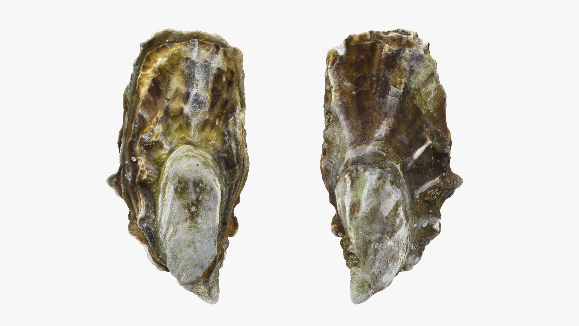 Oyster 03 Pile 3D model https://p.turbosquid.com/ts-thumb/Ri/OMJ9U4/RV/oyster03_0013/png/1751023440/1920x1080/fit_q87/932c33a610a745267e10885a17469524d01f3c3e/oyster03_0013.jpg