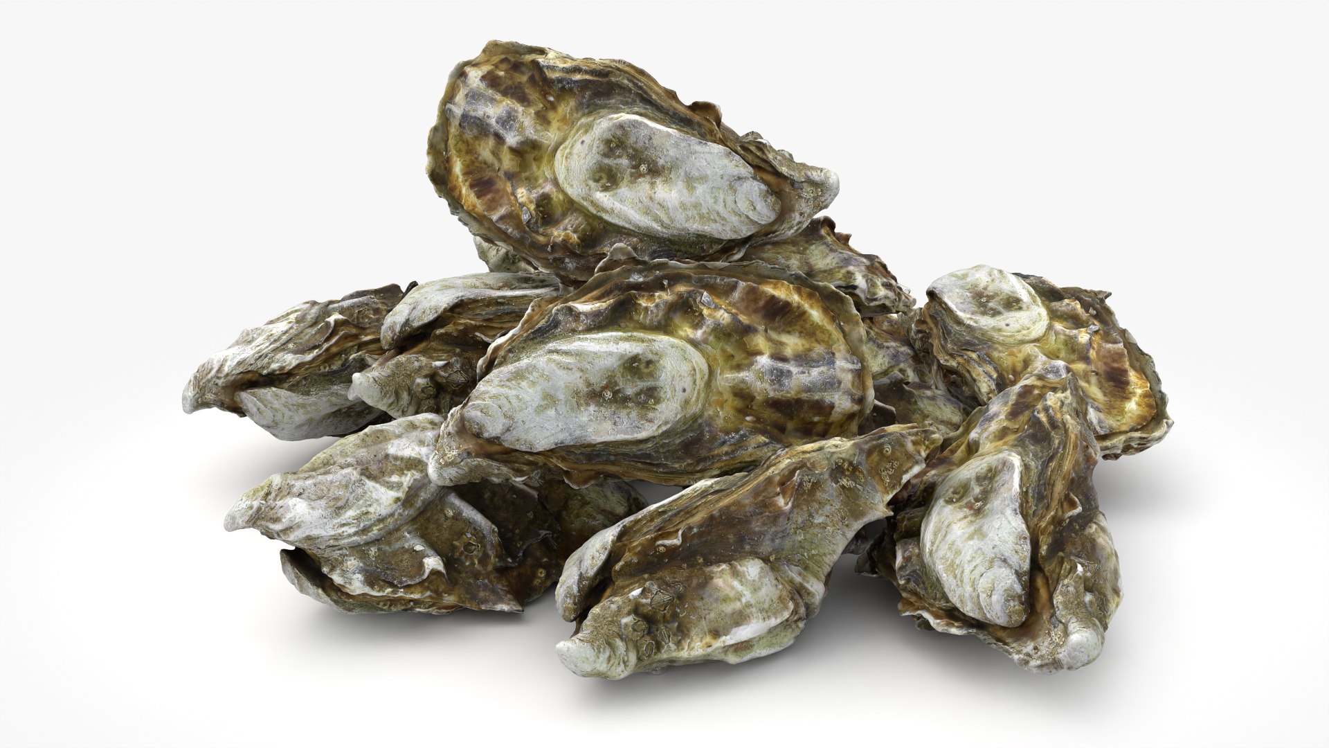 Oyster 03 Pile 3D model https://p.turbosquid.com/ts-thumb/Ri/OMJ9U4/kN/oyster03_0004/png/1751023434/1920x1080/fit_q87/040dcba25f556fd00718787a68eec03d0e09ef1a/oyster03_0004.jpg