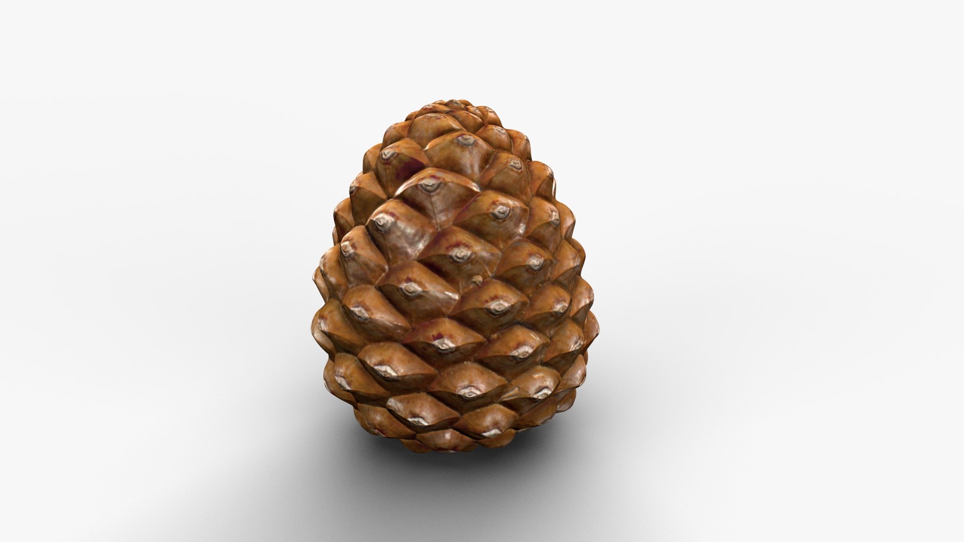 Pine Cone Closed 3D model https://p.turbosquid.com/ts-thumb/Ri/f5Il1k/8U/cone_c_002/jpg/1638553928/1920x1080/fit_q87/510a8347c7e32f87ba5cd5cedd210f335f51e56c/cone_c_002.jpg
