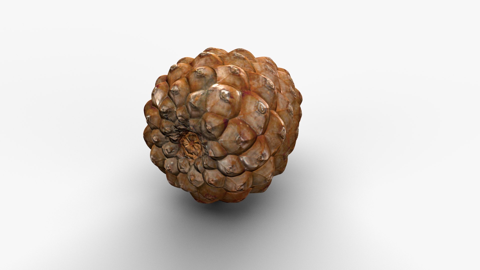 Pine Cone Closed 3D model https://p.turbosquid.com/ts-thumb/Ri/f5Il1k/92/cone_c_004/jpg/1638553928/1920x1080/fit_q87/ba67e2a79cad75a69394e6488f915396d09e193b/cone_c_004.jpg