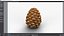 Pine Cone Closed