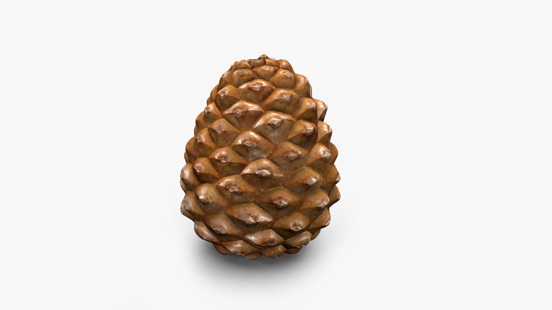 Pine Cone Closed 3D model https://p.turbosquid.com/ts-thumb/Ri/f5Il1k/Nc/cone_c_000/jpg/1638553914/1920x1080/fit_q87/d371dedb3121dc931ffd12c1a9ff020eb0858640/cone_c_000.jpg