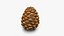 Pine Cone Closed