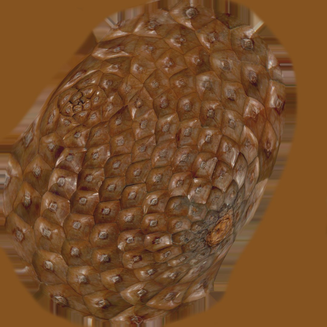 Pine Cone Closed 3D model https://p.turbosquid.com/ts-thumb/Ri/f5Il1k/RV/pinecone_albedo/jpg/1638553927/1920x1080/fit_q87/a2e6fc90226b5709819cf9dfd92c223fa5dba3e0/pinecone_albedo.jpg