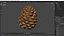 Pine Cone Closed