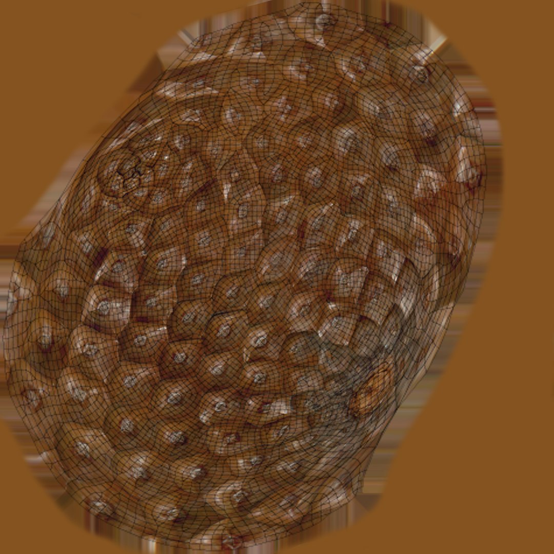 Pine Cone Closed 3D model https://p.turbosquid.com/ts-thumb/Ri/f5Il1k/pS/pinecone_uv/jpg/1638553928/1920x1080/fit_q87/bb30d74fba3c1dc698109fa51999a29adaa3d204/pinecone_uv.jpg