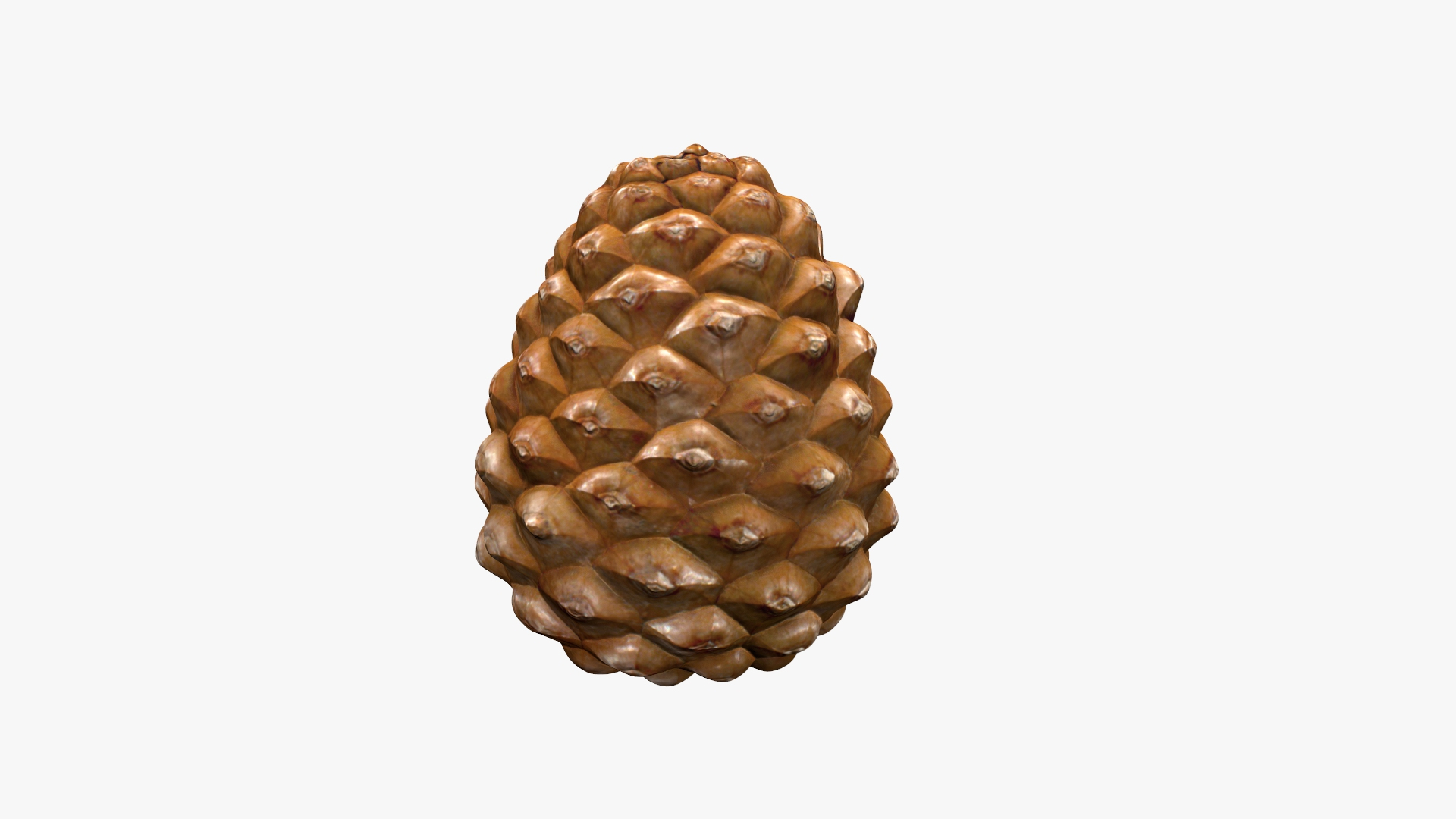 Pine Cone Closed 3D model https://p.turbosquid.com/ts-thumb/Ri/f5Il1k/yg/cone_tt_c/jpg/1638553946/1920x1080/turn_fit_q99/6d15599250f12eb45fec22d8ac5854c138d9e575/cone_tt_c-1.jpg