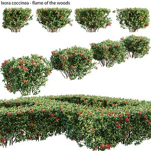 Ixora coccinea 03