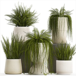 Beautiful bush plants Asparagus aethiopicus flowerpot 1311 3D model