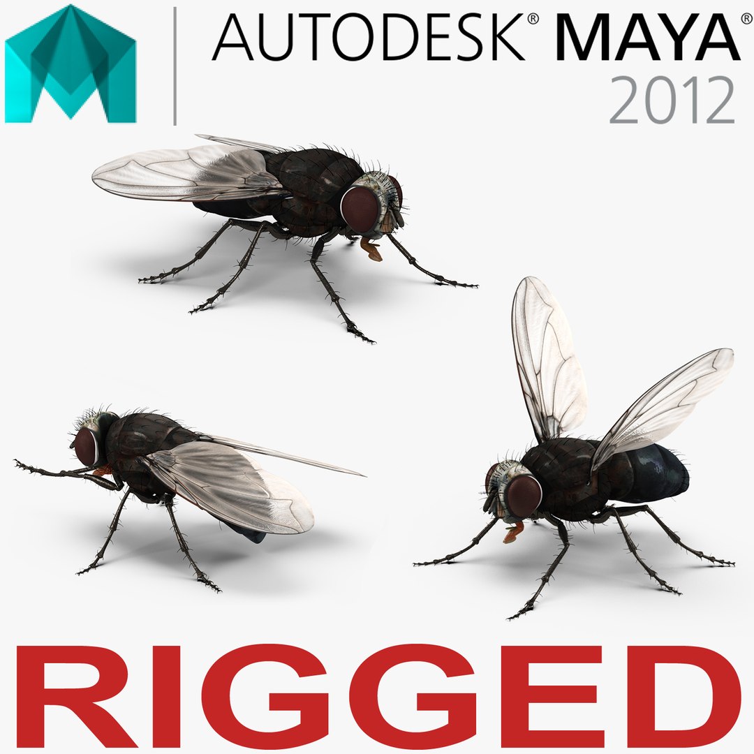 Fly Rigged for Maya 3D model preview