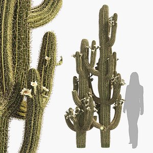 3D Saguaro Cactus of Arizona model