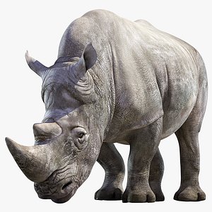 Big White Rhino Rigged