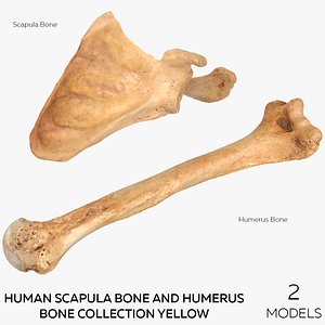 Human Scapula Bone and Humerus Bone Collection Yellow - 2 models