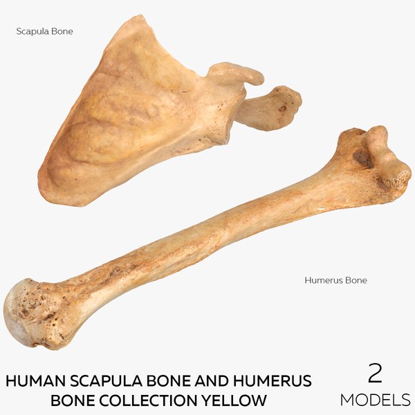 3d scapula anatomy