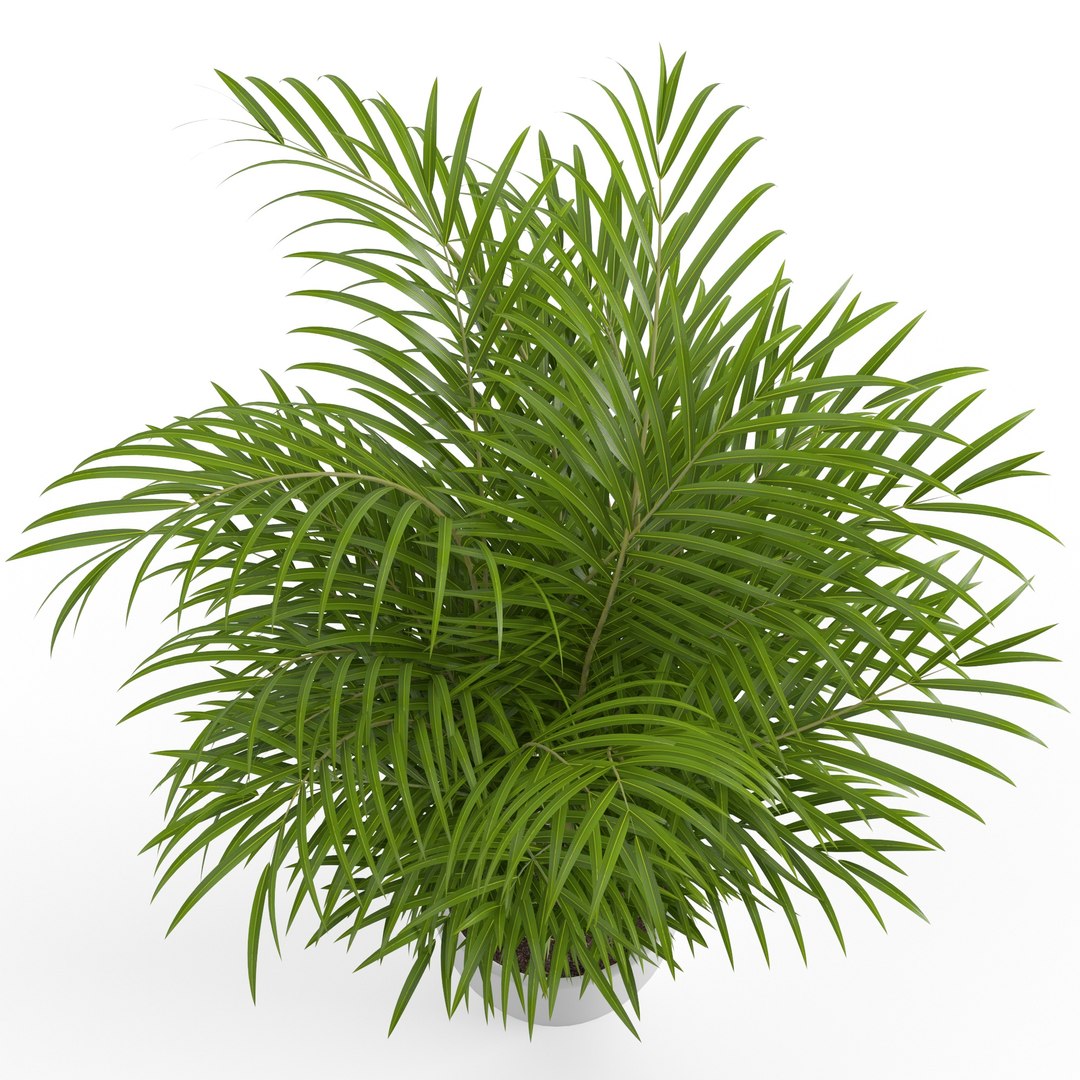 dypsis lutescens 3D https://p.turbosquid.com/ts-thumb/Ri/wySf69/GTV71ime/3/jpg/1588997371/1920x1080/fit_q87/daabed099d94d716ba3572aec8820bc53e6b3b75/3.jpg