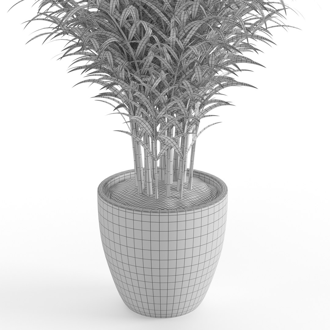 dypsis lutescens 3D https://p.turbosquid.com/ts-thumb/Ri/wySf69/NBnJMCwO/5/jpg/1588997371/1920x1080/fit_q87/e4e4072762cdd89f30fd57af9cc4857fde2d8d76/5.jpg
