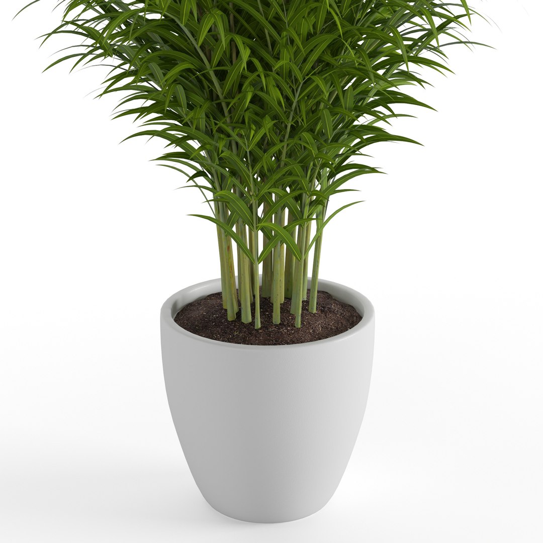 dypsis lutescens 3D https://p.turbosquid.com/ts-thumb/Ri/wySf69/PPnpBsTZ/4/jpg/1588997371/1920x1080/fit_q87/57057929a516366efe6cab8708b034a1005ffcca/4.jpg