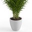 Dypsis Lutescens