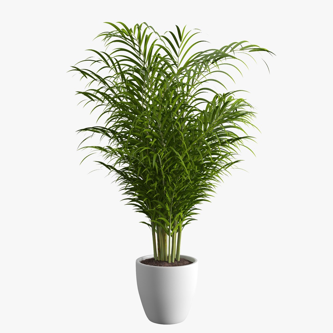 Dypsis Lutescens 3D - TurboSquid 1556364