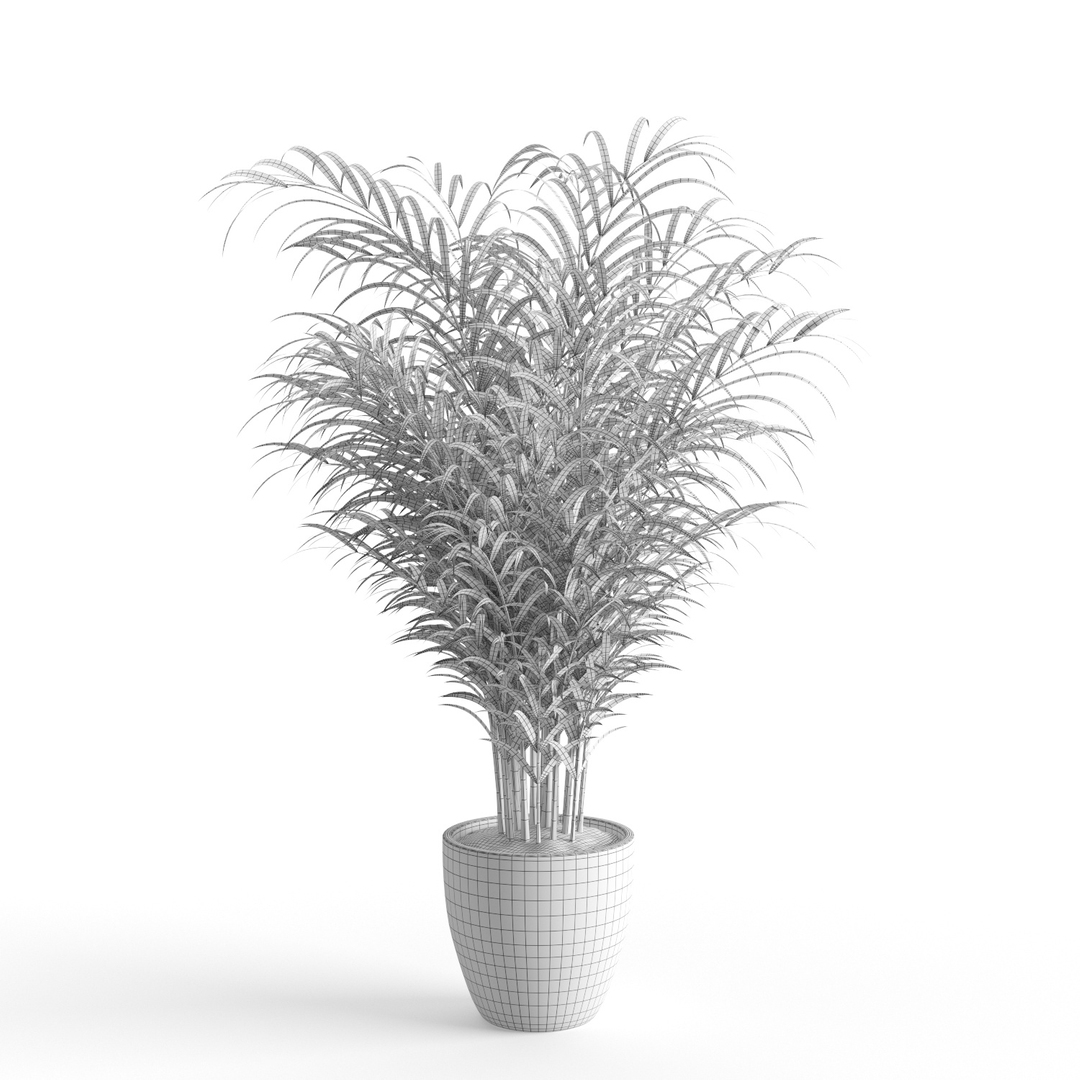 Dypsis Lutescens 3D - TurboSquid 1556364