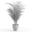 Dypsis Lutescens