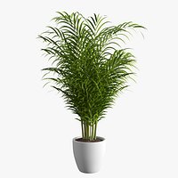 Dypsis Lutescens