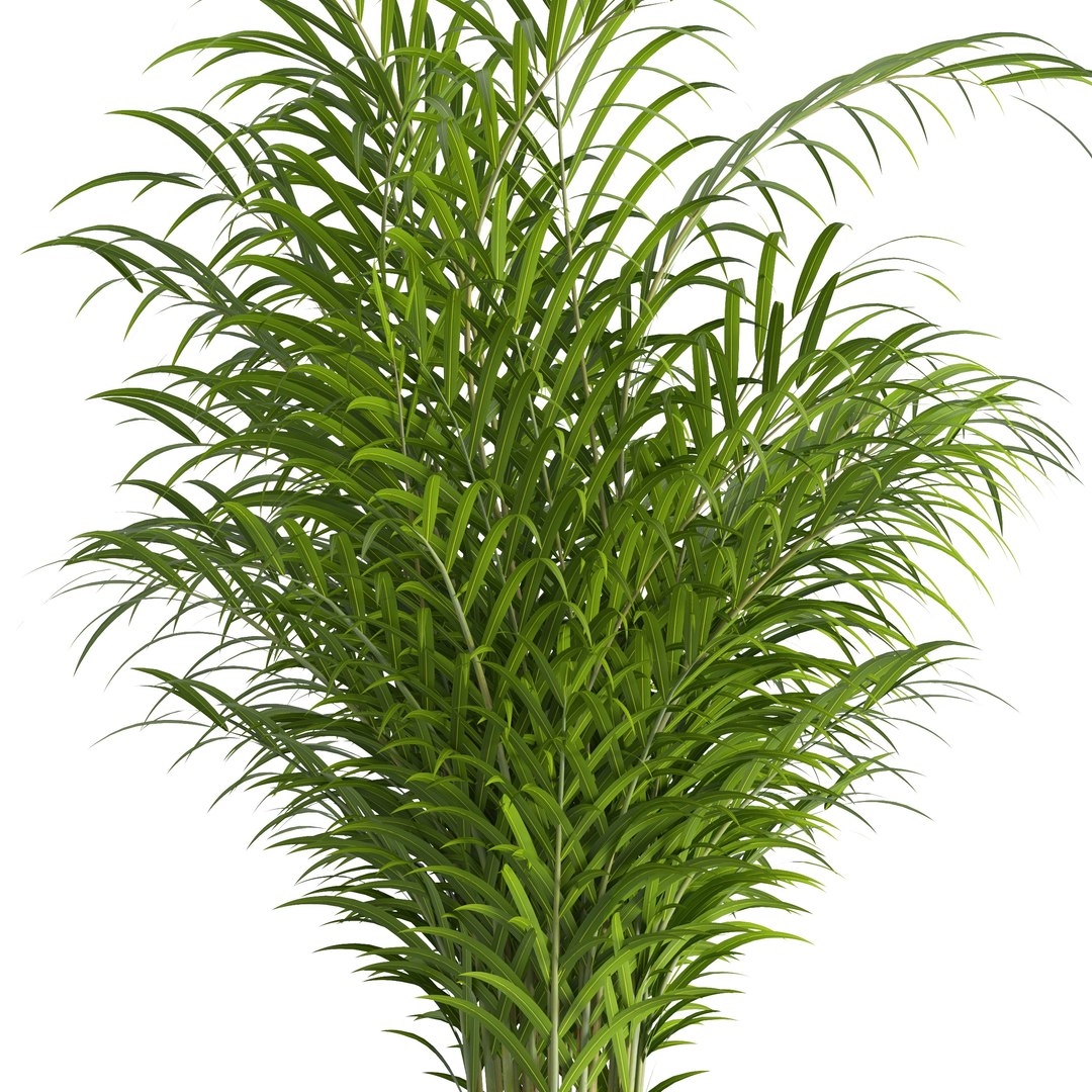 dypsis lutescens 3D https://p.turbosquid.com/ts-thumb/Ri/wySf69/mRCxlVlb/6/jpg/1588997371/1920x1080/fit_q87/cc03bbfc8e853fff09ac920651ff861a3b1d3eef/6.jpg